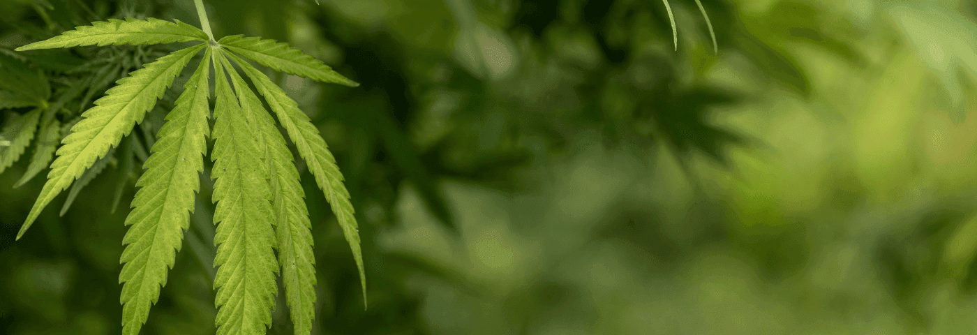 Cannabisblatt am Baum